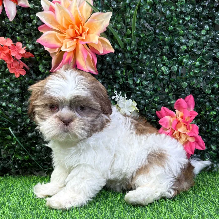 Female Shih Tzu puppy named Mochi for sale at Puppy Dreams - Wichita West.