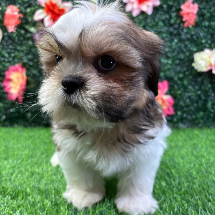 Male Shih Tzu puppy named Chewie for sale at Puppy Dreams - Wichita West.