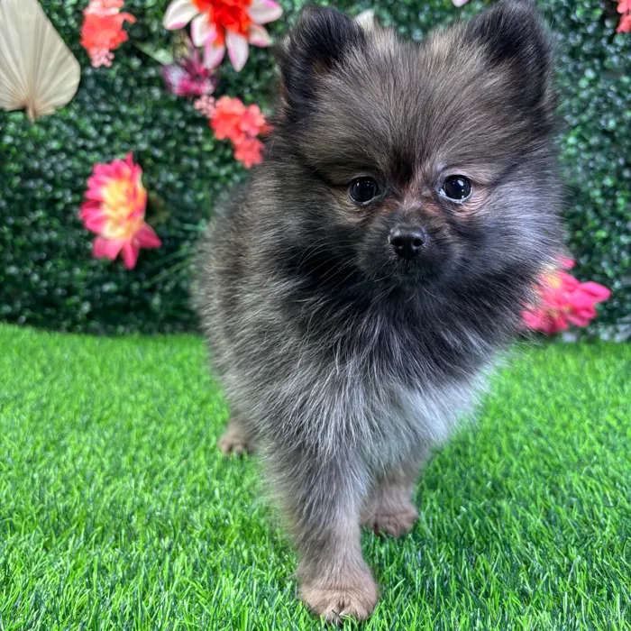 Female Pomeranian puppy named Mika for sale at Puppy Dreams - Wichita West.