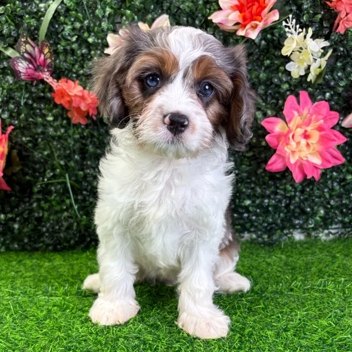 Female Cavapoo puppy named Char for sale at Puppy Dreams - Wichita West.