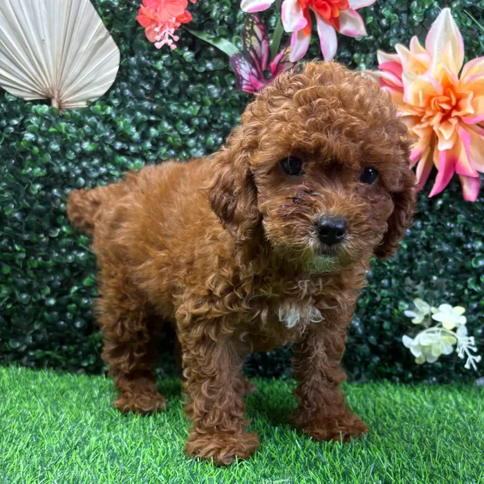 Female Cavapoo puppy named Layla for sale at Puppy Dreams - Junction City.
