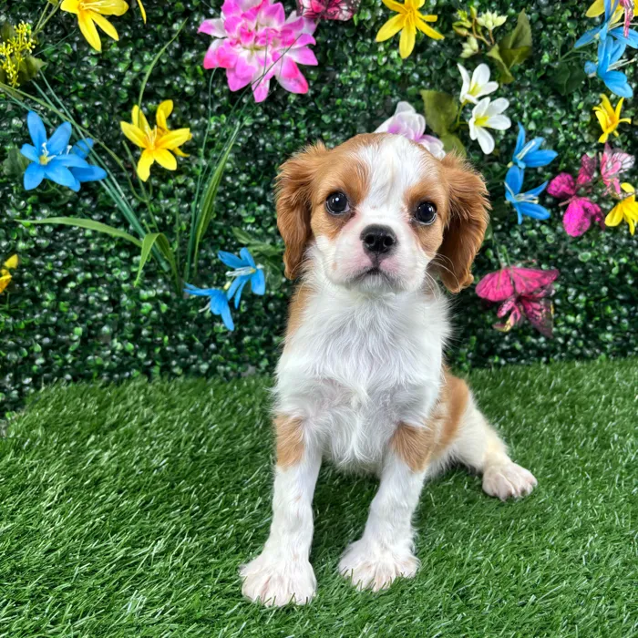 Male Cavalier King Charles Spaniel puppy named Croissant for sale at Puppy Dreams - Wichita West.