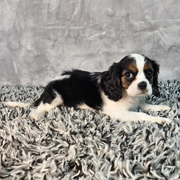 Male Cavalier King Charles Spaniel puppy named Brutus for sale at Puppy Dreams - Junction City.