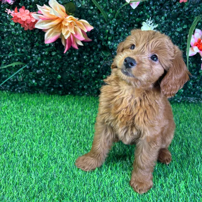 Female Mini Goldendoodle puppy named Ruby for sale at Puppy Dreams - Wichita West.