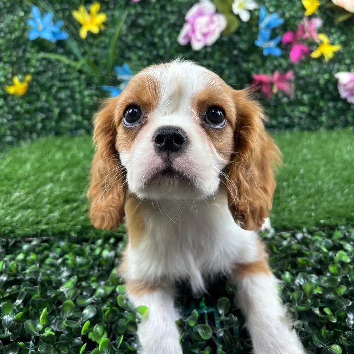 Male Cavalier King Charles Spaniel puppy named Croissant for sale at Puppy Dreams - Wichita West.