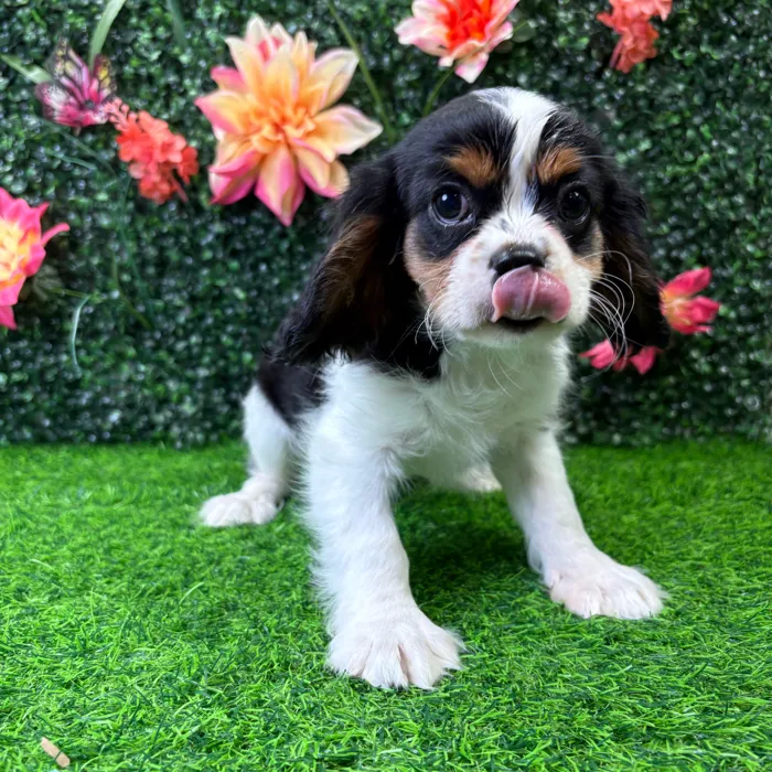 Female Cavalier King Charles Spaniel puppy named Elizabeth for sale at Puppy Dreams - Wichita West.