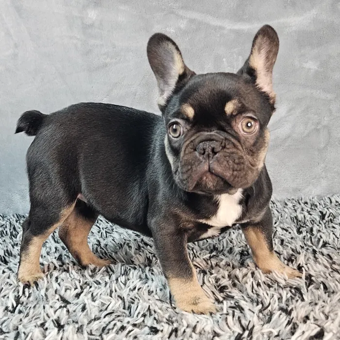Female French Bulldog puppy named Sugar for sale at Puppy Dreams - Junction City.