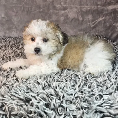 Female Bichon-Poodle puppy named Ella for sale at Puppy Dreams - Junction City.