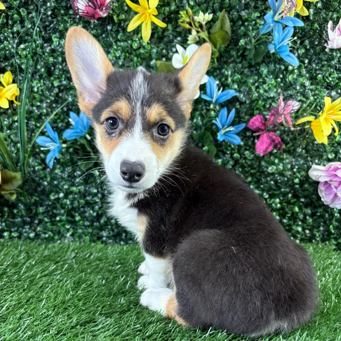 Male Pembroke Welsh Corgi puppy named Meatloaf for sale at Puppy Dreams - Wichita West.