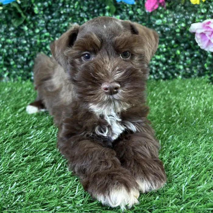 Female Mini Schnauzer puppy named Dumpling for sale at Puppy Dreams - Wichita West.