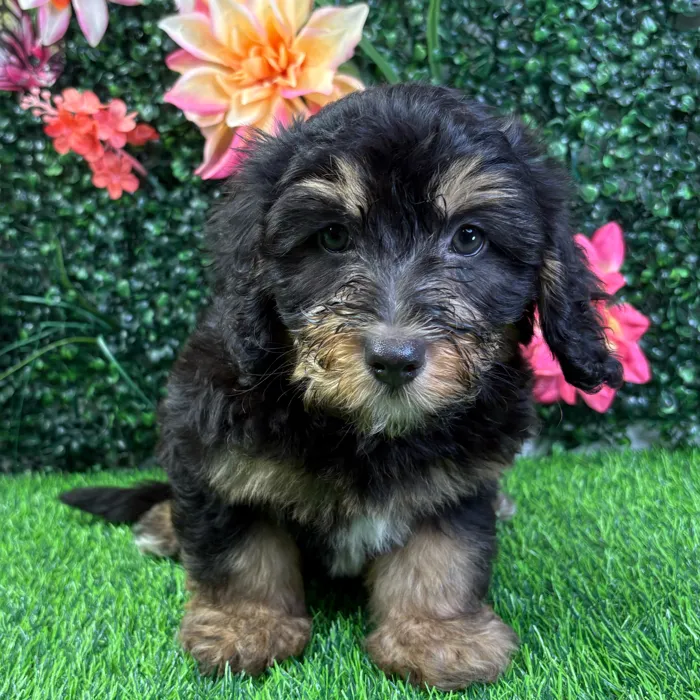 Male Bernedoodle puppy named Benson for sale at Puppy Dreams - Wichita West.