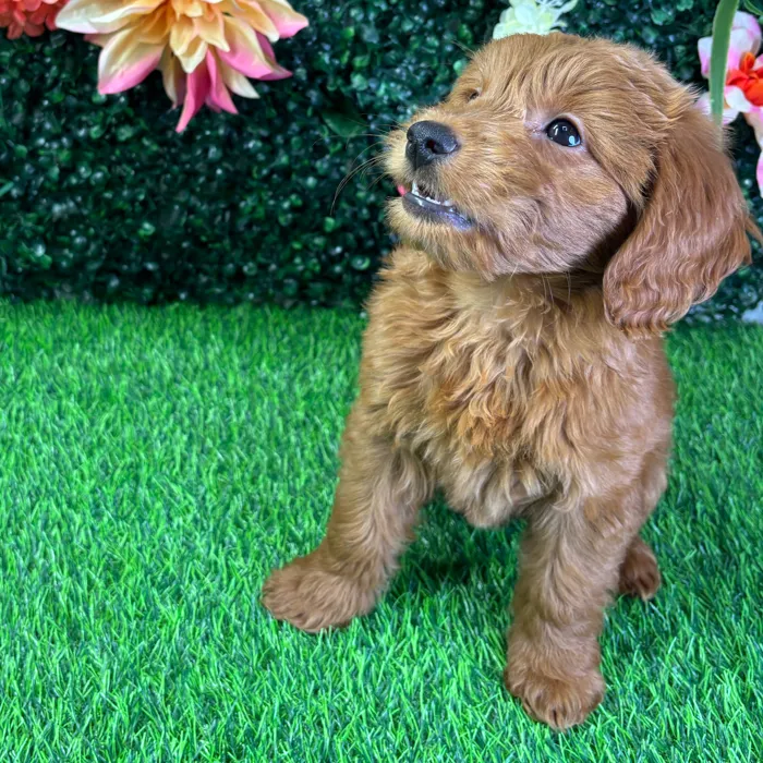 Female Mini Goldendoodle puppy named Ruby for sale at Puppy Dreams - Wichita West.