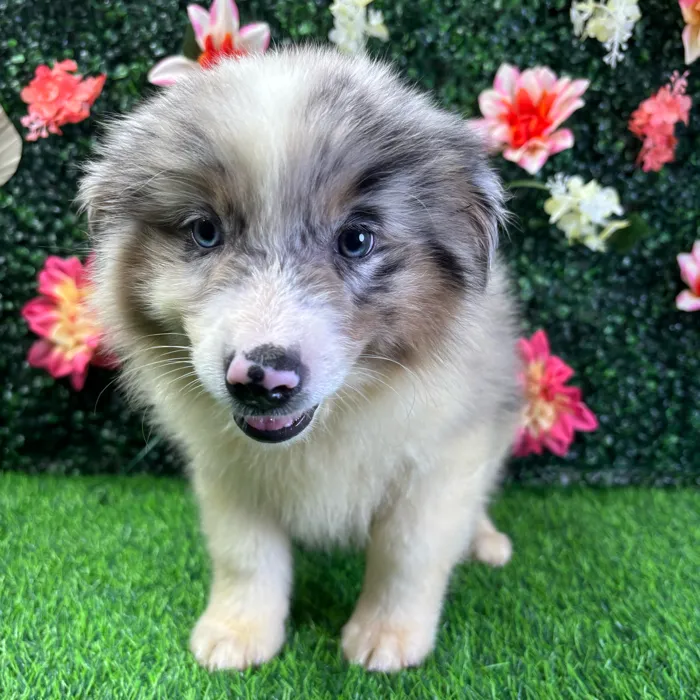 Male Mini Aussie puppy named Gizmo for sale at Puppy Dreams - Wichita West.