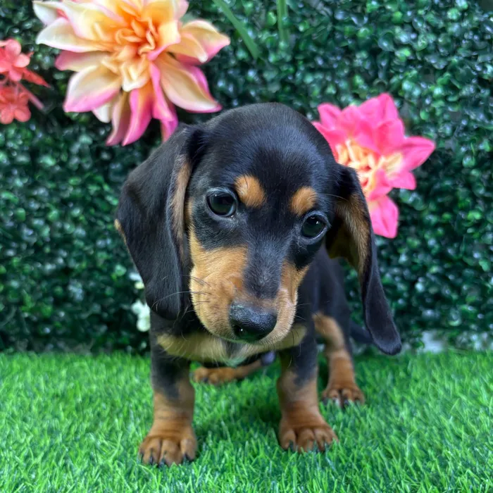 Male Dachshund puppy named Ziggy for sale at Puppy Dreams - Junction City.