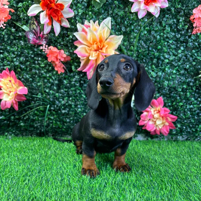 Female Dachshund puppy named Brandy for sale at Puppy Dreams - Wichita West.