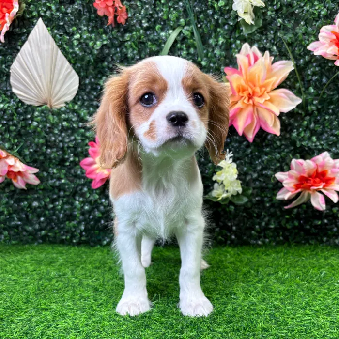 Male Cavalier King Charles Spaniel puppy named Ricky for sale at Puppy Dreams - Wichita West.