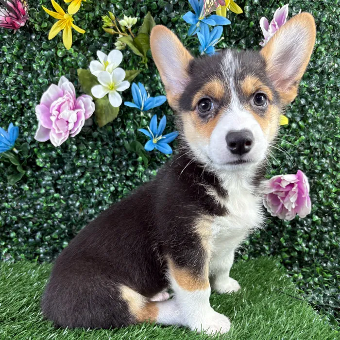 Male Pembroke Welsh Corgi puppy named Meatloaf for sale at Puppy Dreams - Wichita West.
