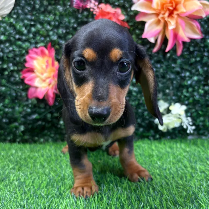 Male Dachshund puppy named Ziggy for sale at Puppy Dreams - Junction City.