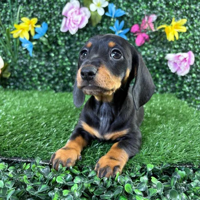 Female Dachshund puppy named Gordita for sale at Puppy Dreams - Wichita West.