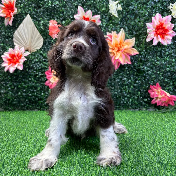 Male Cocker Spaniel puppy named Scout for sale at Puppy Dreams - Wichita West.