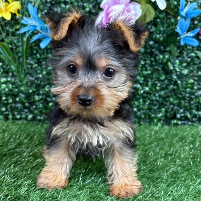 Male Yorkie puppy named Fajita for sale at Puppy Dreams - Wichita West.