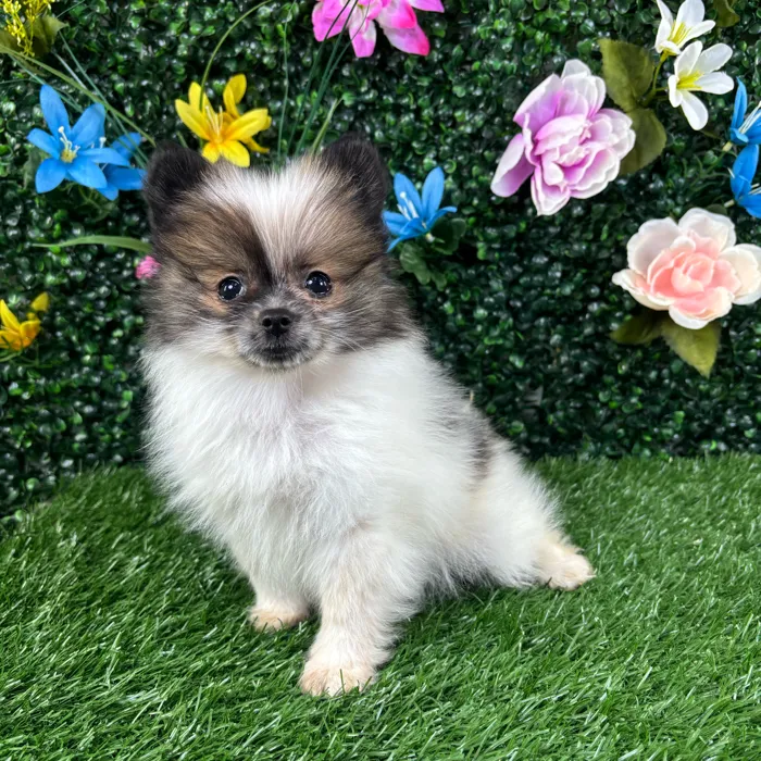 Male Pomeranian puppy named Tofu for sale at Puppy Dreams - Wichita West.
