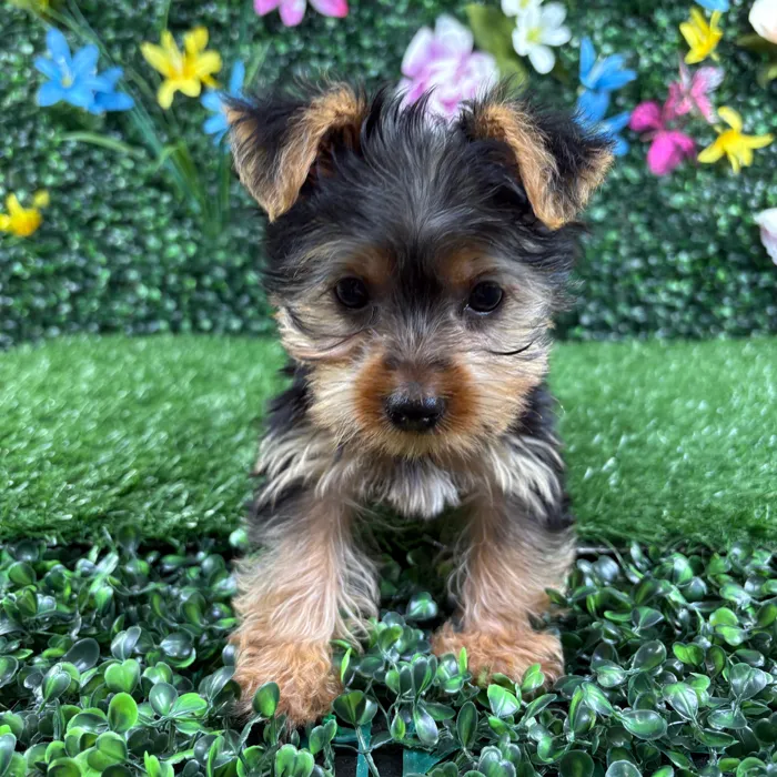 Male Yorkie puppy named Fajita for sale at Puppy Dreams - Wichita West.