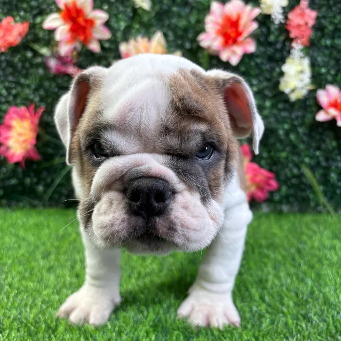 Male English Bulldog puppy named Baymax for sale at Puppy Dreams - Wichita West.