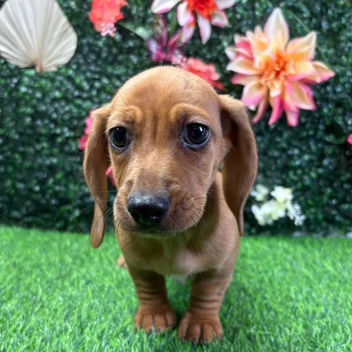 Male Dachshund puppy named Tucker for sale at Puppy Dreams - Wichita West.
