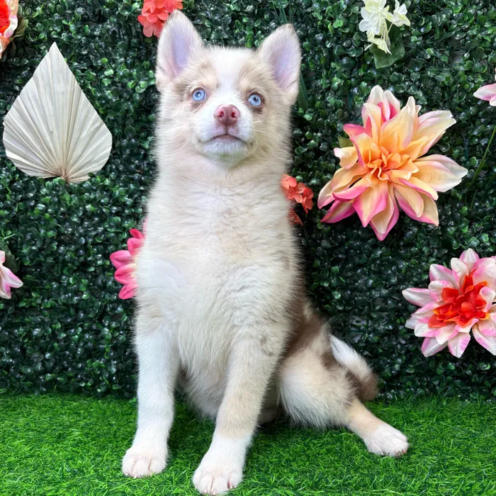 Female Pomsky puppy named Aspen for sale at Puppy Dreams - Junction City.