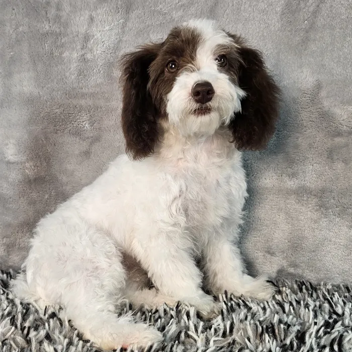 Female Mini Poodle puppy named Daisy for sale at Puppy Dreams - Junction City.