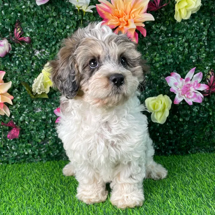 Female Cavapoo puppy named Ziggy for sale at Puppy Dreams - Wichita East.