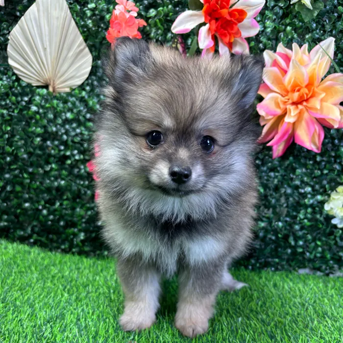 Female Pomeranian puppy named Akira for sale at Puppy Dreams - Wichita West.
