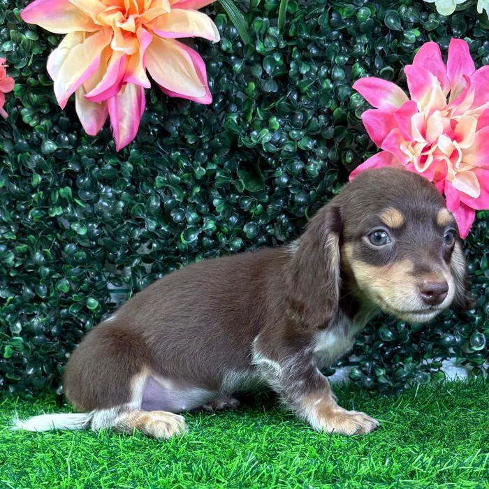 Female Dachshund puppy named Coco for sale at Puppy Dreams - Wichita West.