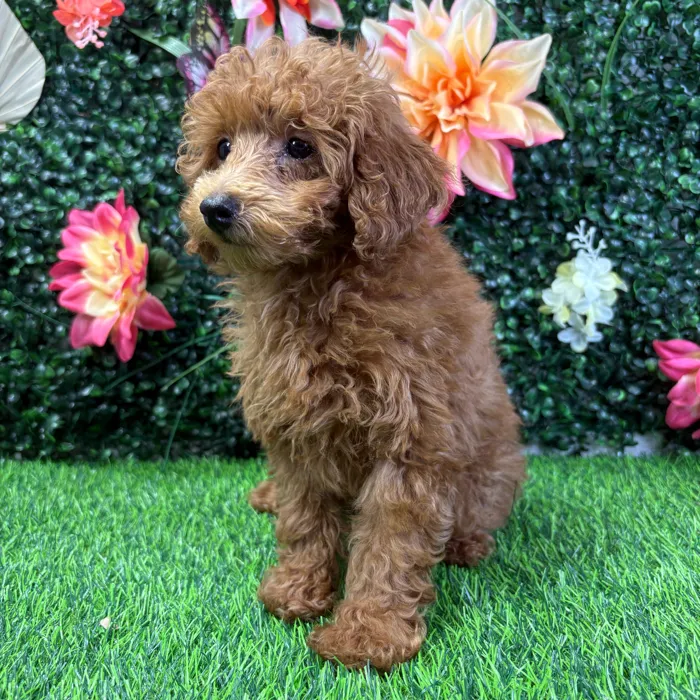 Female Mini Poodle puppy named Raine for sale at Puppy Dreams - Wichita West.