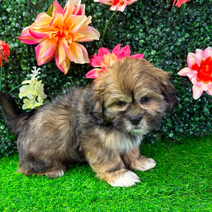 Male Shih Tzu puppy named Benedict for sale at Puppy Dreams - Wichita West.