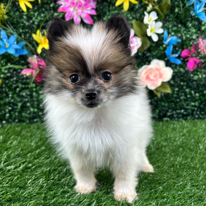 Male Pomeranian puppy named Tofu for sale at Puppy Dreams - Wichita West.