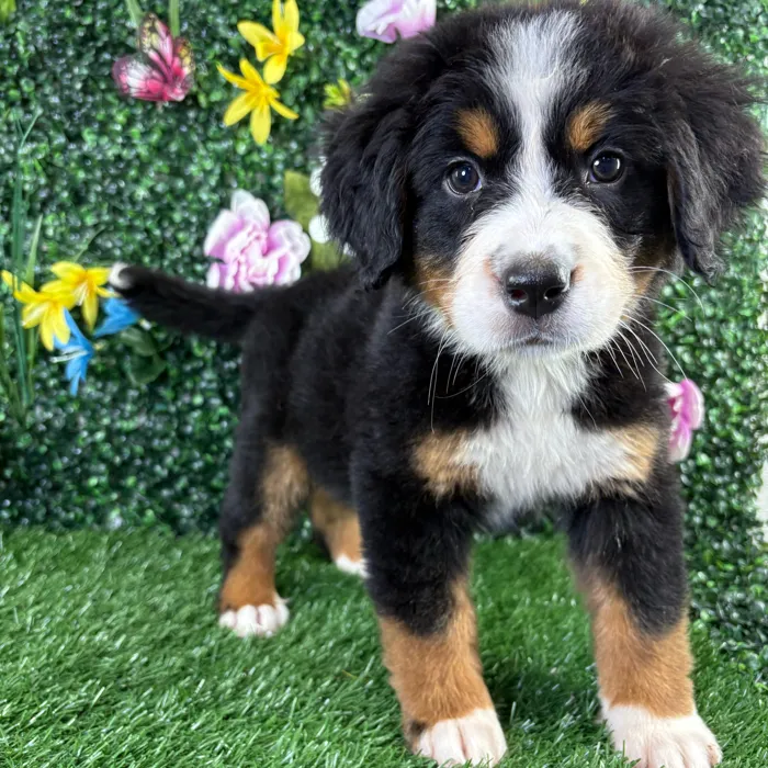 Female Bernese Mountain Dog puppy named Cannoli for sale at Puppy Dreams - Wichita West.
