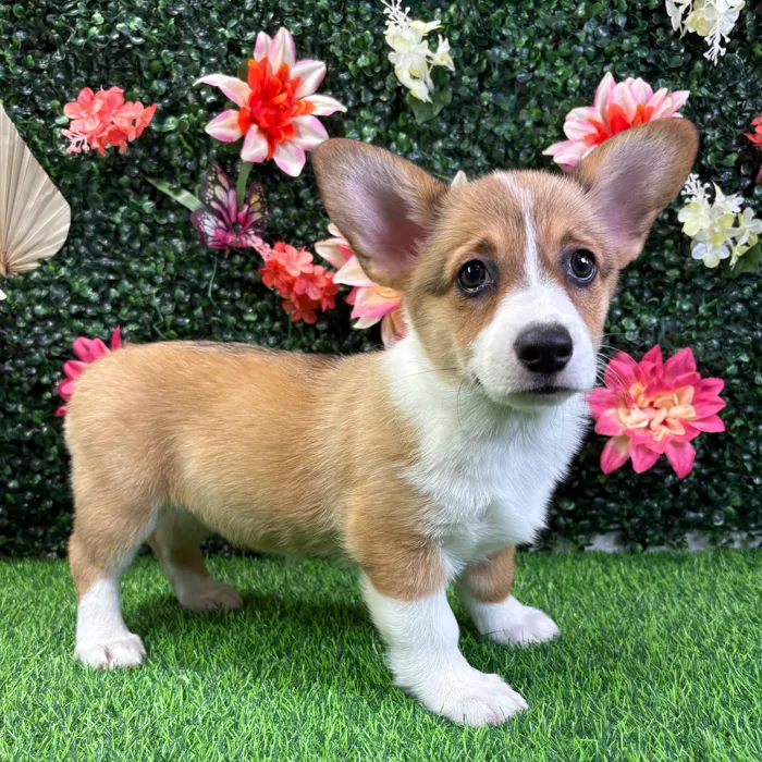 Female Pembroke Welsh Corgi puppy named Levi for sale at Puppy Dreams - Wichita West.