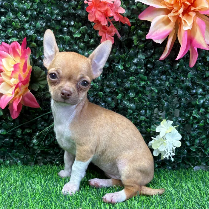 Female Chihuahua puppy named Meadow for sale at Puppy Dreams - Junction City.