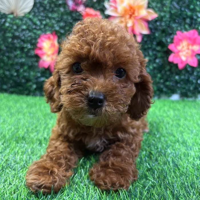 Female Cavapoo puppy named Layla for sale at Puppy Dreams - Junction City.