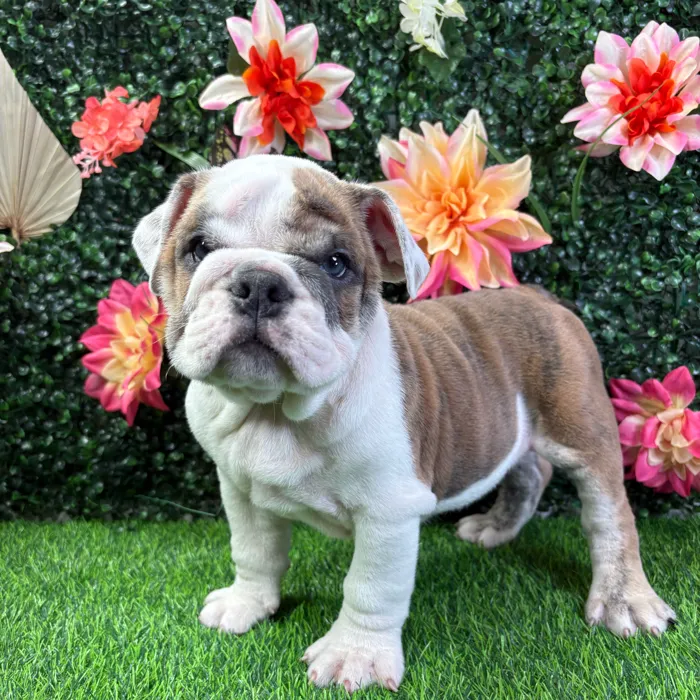 Male English Bulldog puppy named Baymax for sale at Puppy Dreams - Wichita West.
