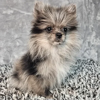 Female Pomeranian puppy named Zuzu for sale at Puppy Dreams - Junction City.