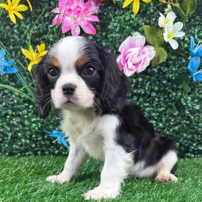 Male Cavalier King Charles Spaniel puppy named Sushi for sale at Puppy Dreams - Wichita West.