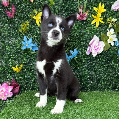 Female Alaskan Klee Kai puppy named Selina for sale at Puppy Dreams - Junction City.