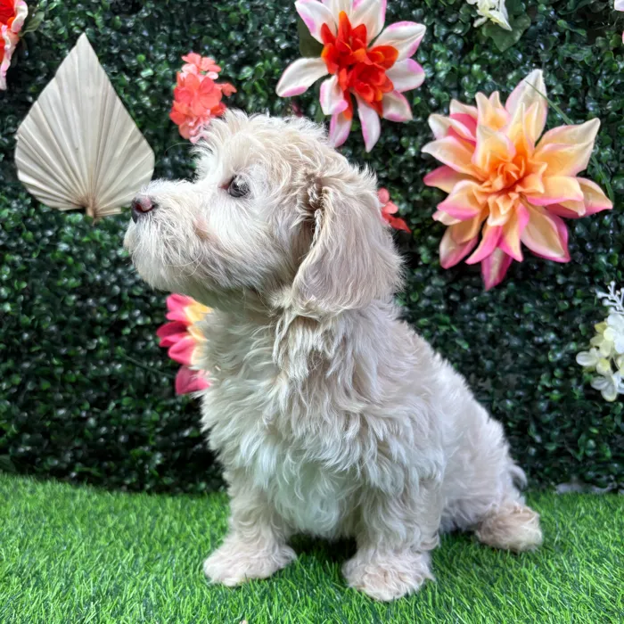 Female Maltipoo puppy named Iris for sale at Puppy Dreams - Wichita West.