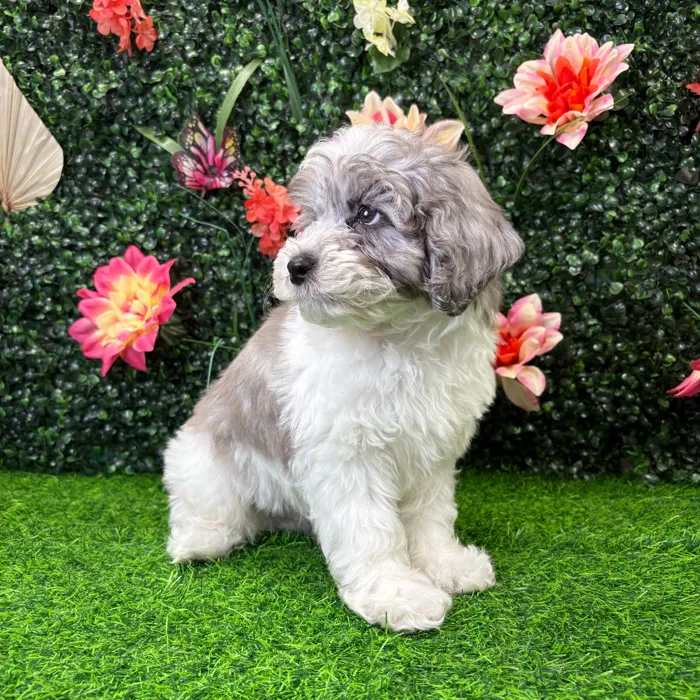 Male Cockapoo puppy named Ollie for sale at Puppy Dreams - Junction City.