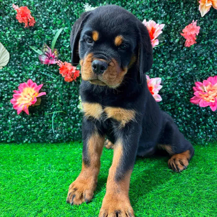 Female Rottweiler puppy named Lillith for sale at Puppy Dreams - Wichita West.