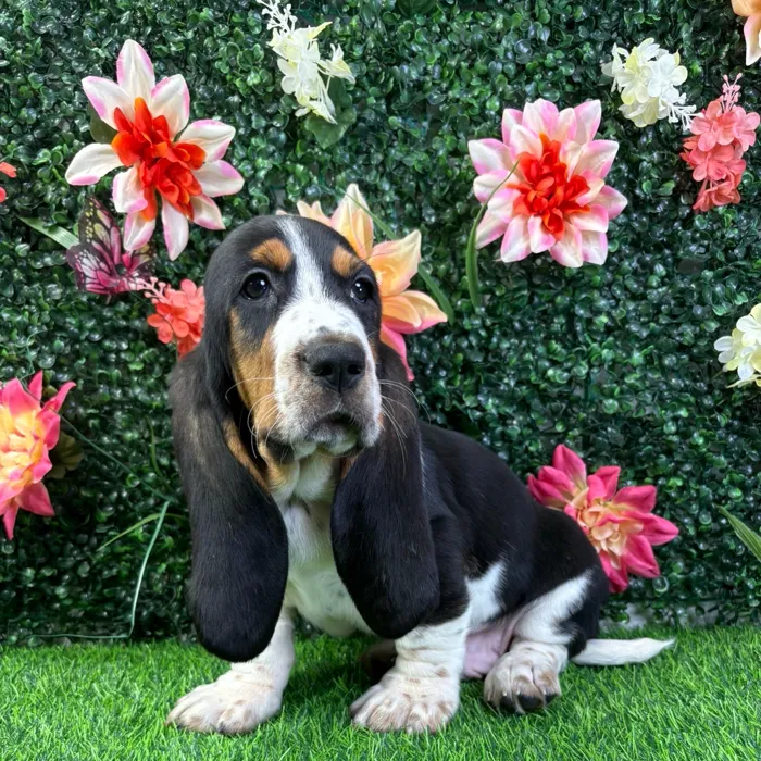 Male Basset Hound puppy named Rocky for sale at Puppy Dreams - Wichita West.