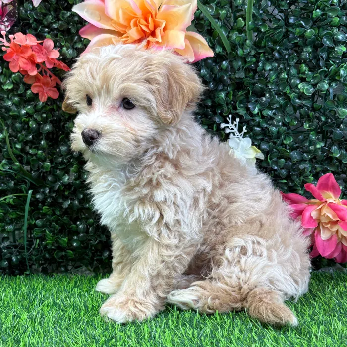 Male Maltipoo puppy named Dusty for sale at Puppy Dreams - Wichita West.